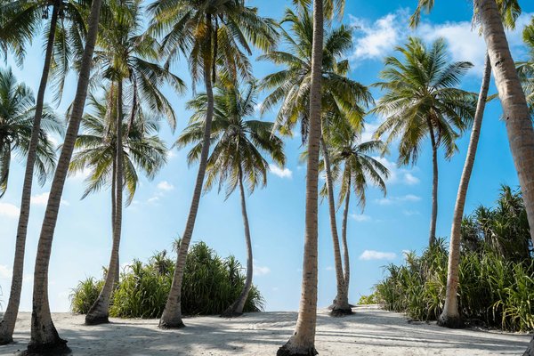Quels sont les meilleurs itinéraires pour une randonnée dans les montagnes de la Cordillère Huayhuash, Pérou : équipements et conseils ?
